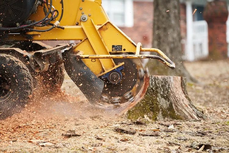 Stump grinding equipment removing a stump in a yard